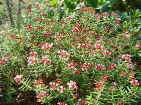 Crassula sarcocaulis